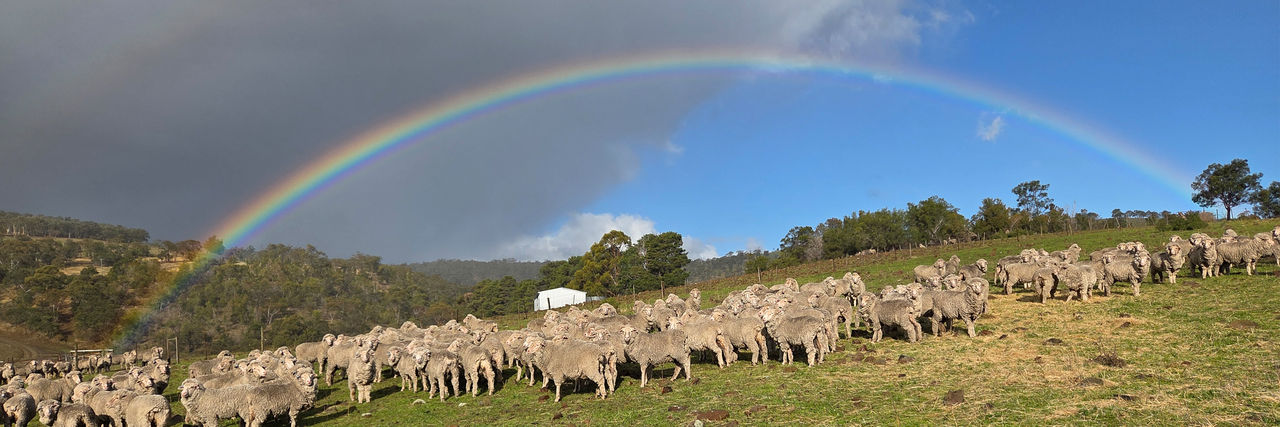 Merino sheep at Broad Valley Farm