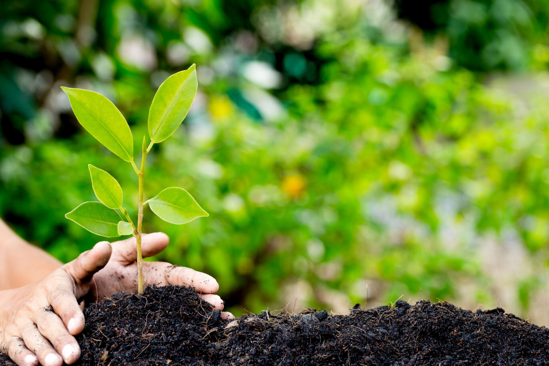 planting a tree