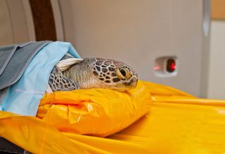 A turtle being scanned and cared for by the Cairns Turtle Rehabilitation Centre team