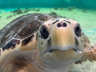 A turtle being cared for by the Cairns Turtle Rehabilitation Centre team