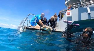 A turtle being released back into the ocean by the Cairns Turtle Rehabilitation Centre team