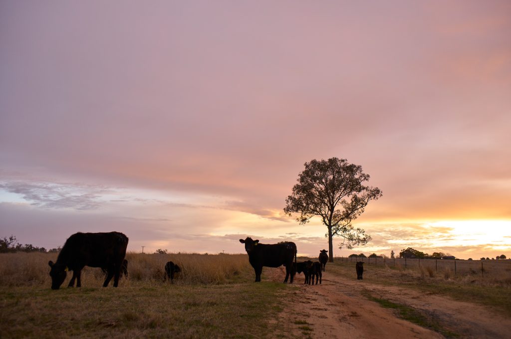 Photograph of livestock on a farm at sunset