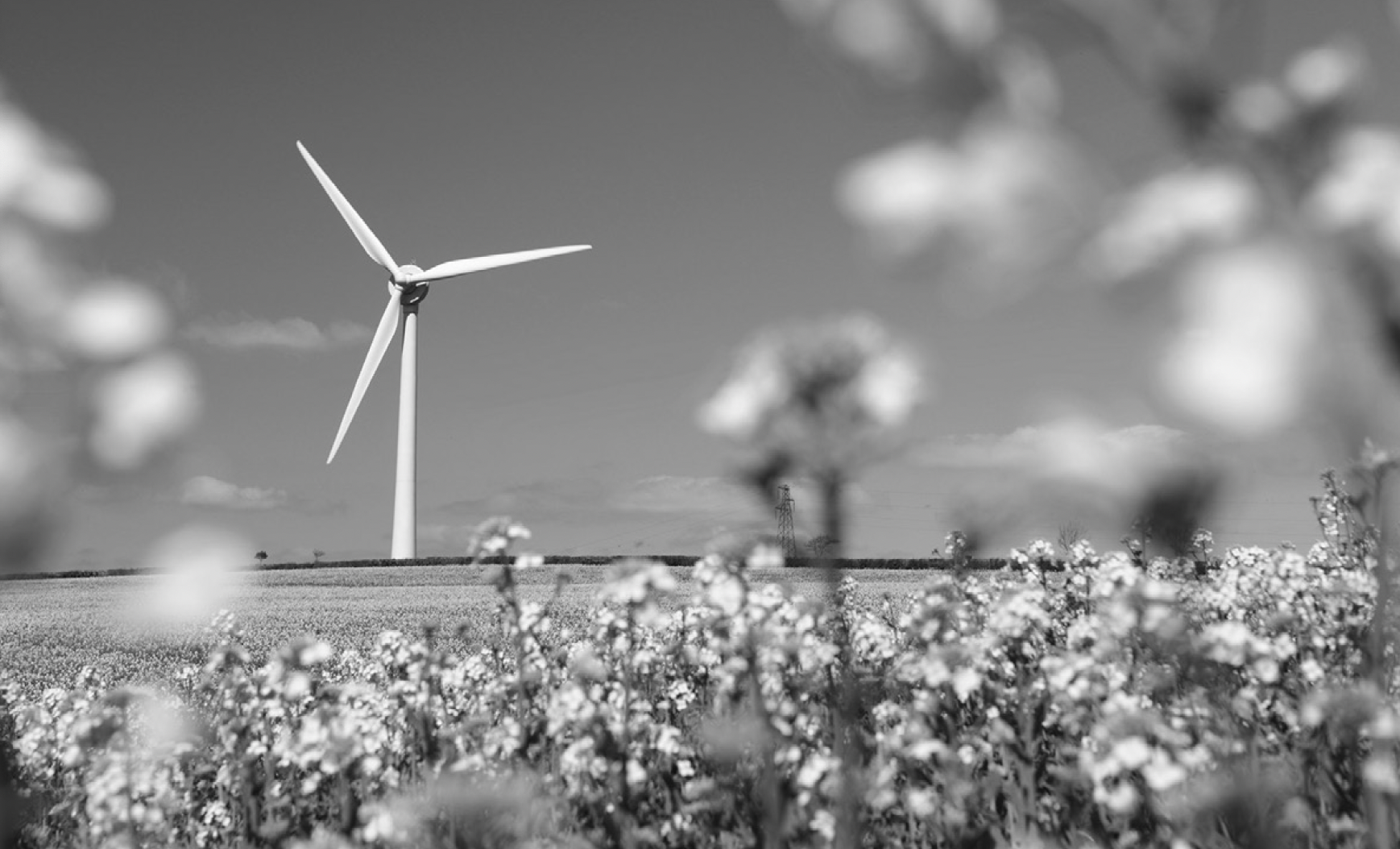 A wind turbine in the background, with flowers in the foreground