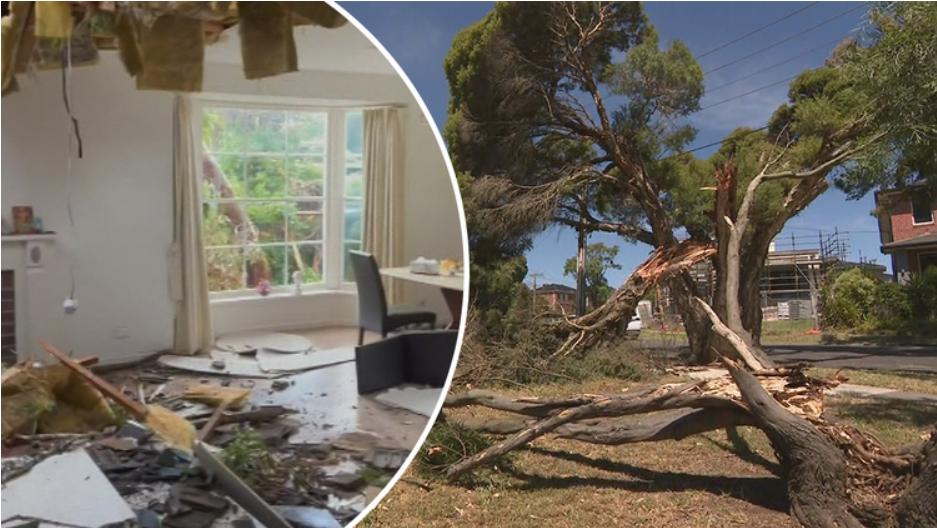 Split image of a living room with the ceiling caving in and water damage on the floor, next to a tree fallen over from the storms