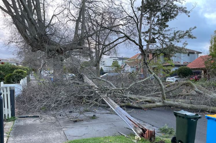 Fallen trees cut off a residential street