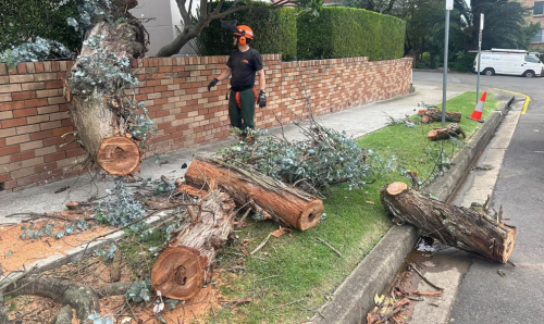 SES worker and broken tree following NSW storms