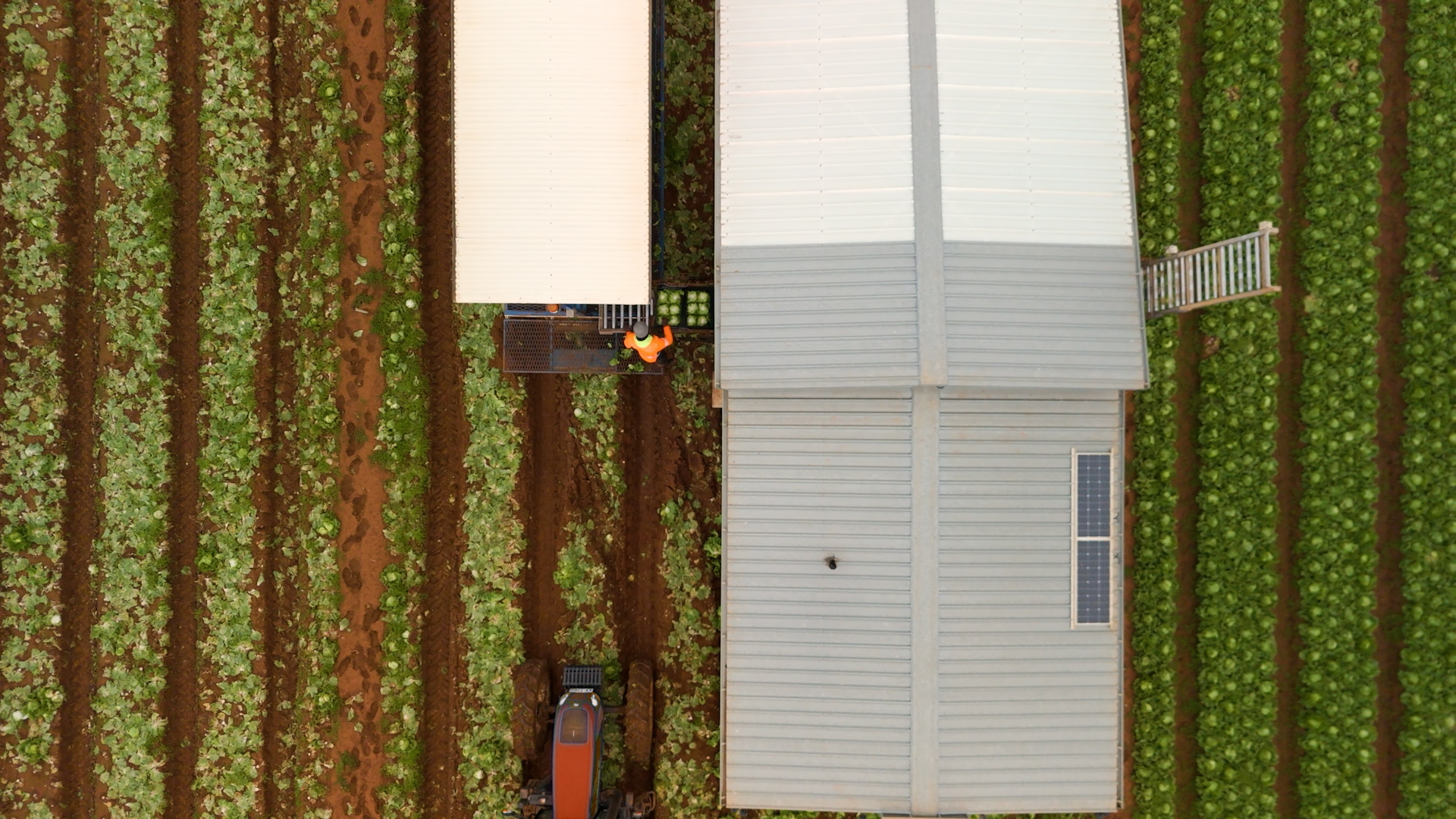 An aerial shot of a field of brocolli.
