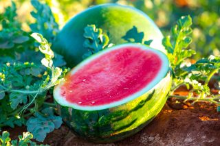 A Ceres Farm grown watermelon, produced in Kununurra, northern Western Australia. 