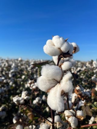 Image of a cotton field